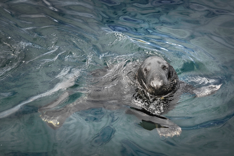 Seal-at-Lerwick-Harbour_.jpg
