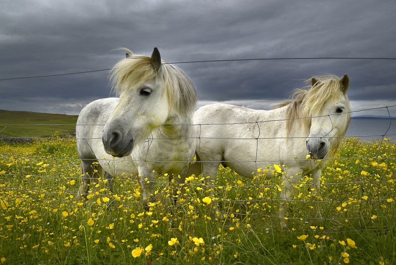 Shetland-Pony-Whalsay-_.jpg