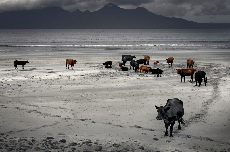 Isle-of-Eigg-Cattles-on-Beach.jpg