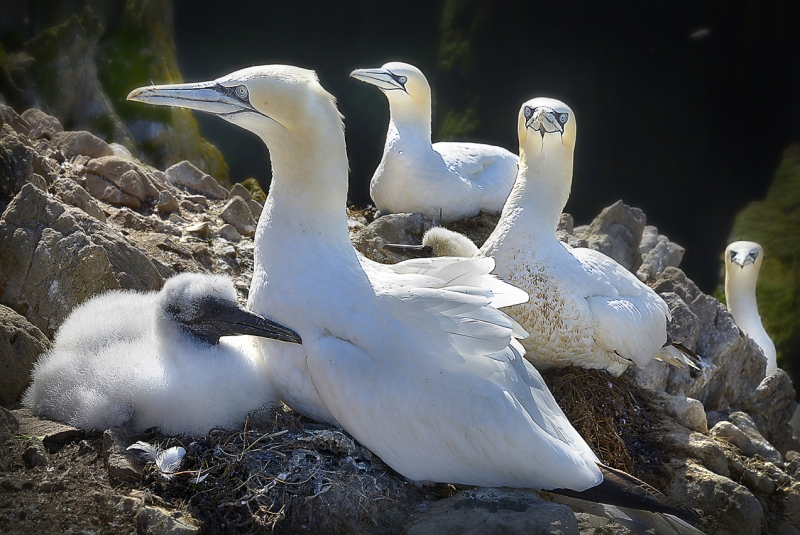 Gannets-Fair-Isle-West-Coast-1-W-_.jpg