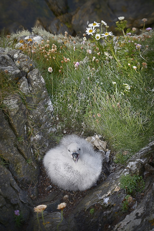 Fair-Isle-West-Coast-Youg-Seagull_.jpg