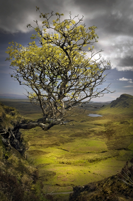 Skye-Quiaraing-Rowan-Tree.jpg