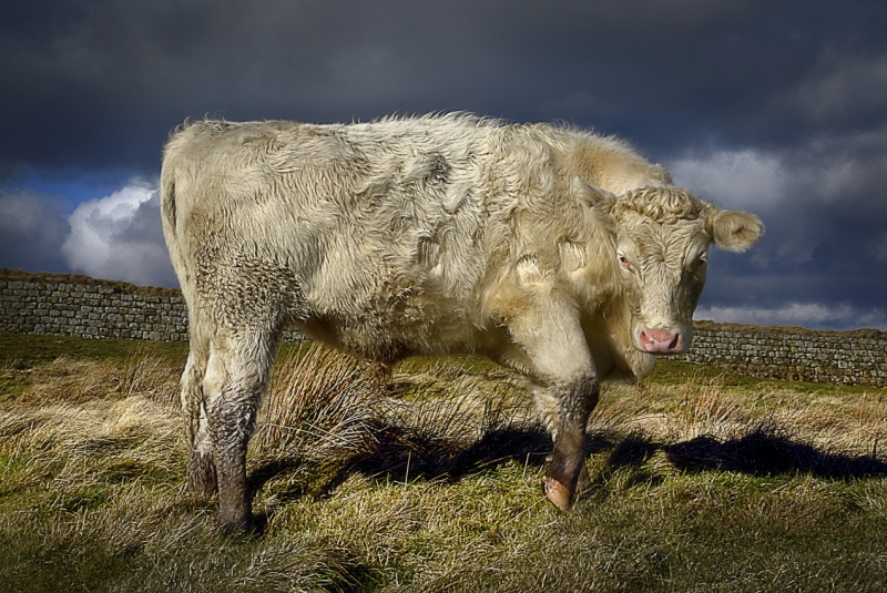 Hadrians-Wall-Cattle-1-_.jpg