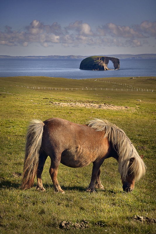 Pony-vor-Dore-Holm-Brae-Wick-Esha-Ness.jpg