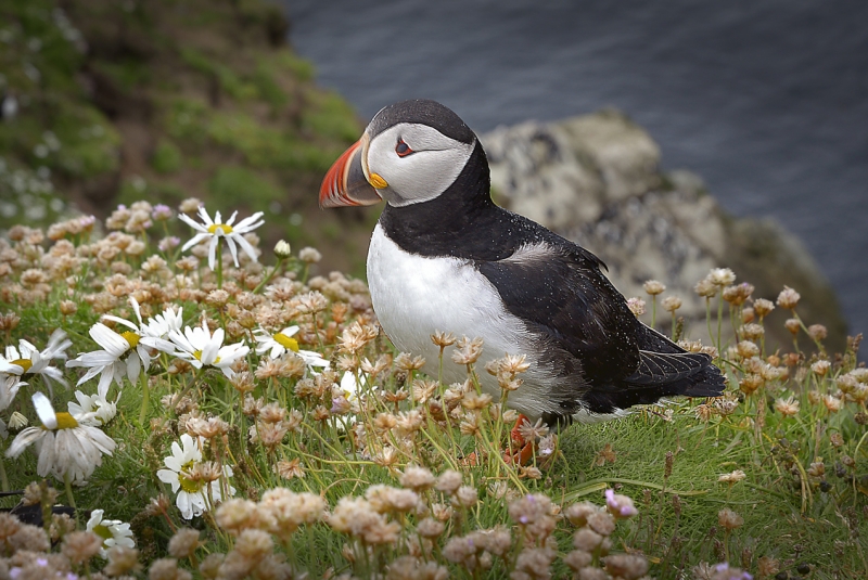 Sumburgh-Head-Puffin_.jpg
